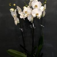 Dansk large white orchid