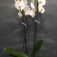 Load image into Gallery viewer, Dansk double stemmed white orchid
