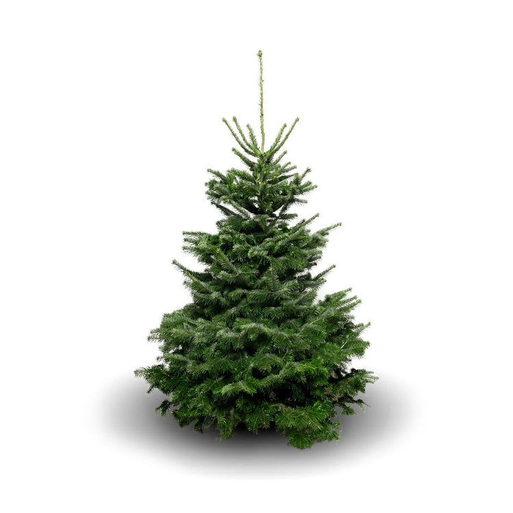 Nordmann Fir – ‘Non-dropper’