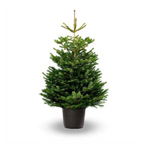 Nordmann Fir - living pot-grown